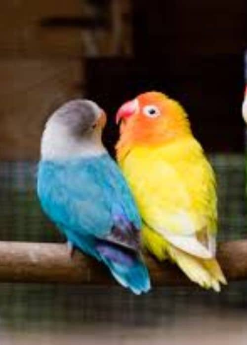 Why is it called Love birds?