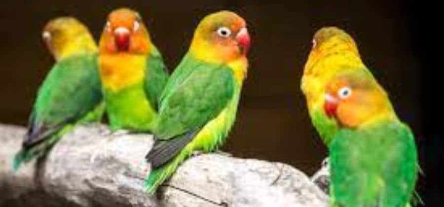 Type Of Lovebird?