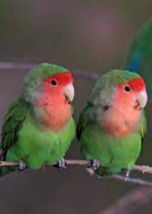 Type Of Lovebird?