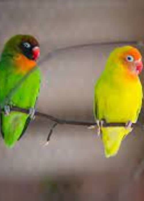 Type Of Lovebird?
