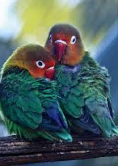 Type Of Lovebird?