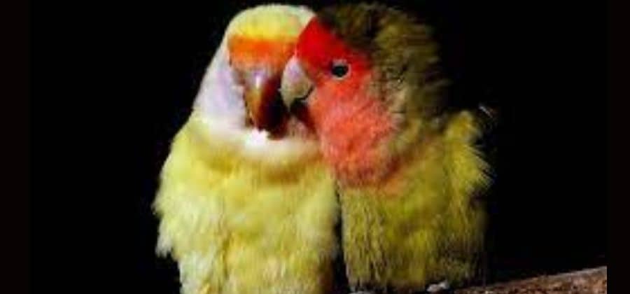 Caring For Lovebird Chick