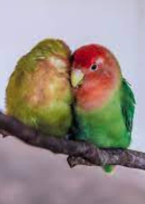 Caring For Lovebird Chick