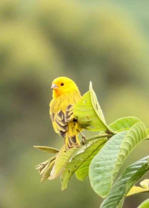 Canary Eat