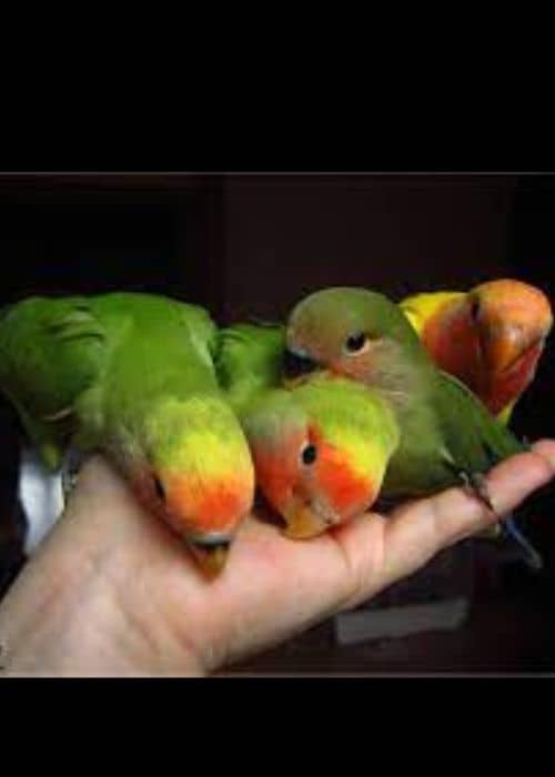 Caring For Lovebird Chick