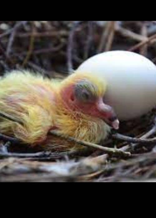 Caring For Lovebird Chick