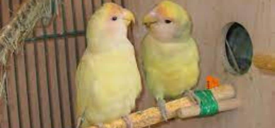 lovebirds better