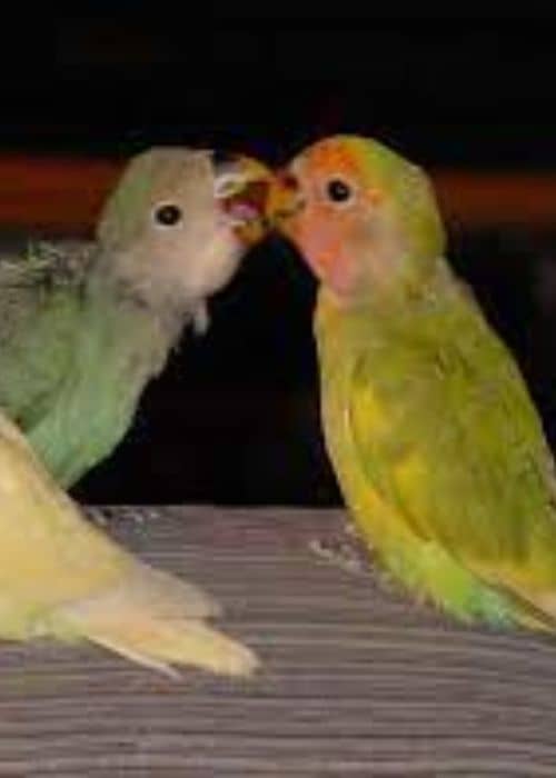 lovebirds better