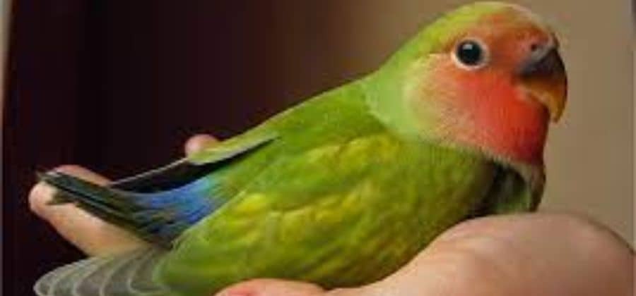 To Tame A Lovebird Parrot