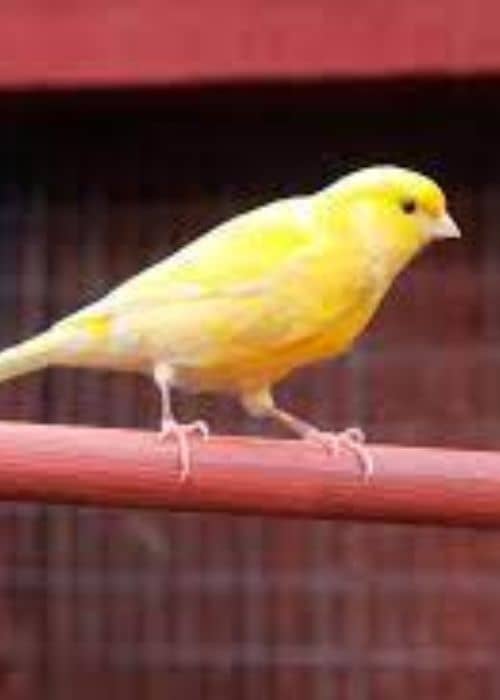 Canary Eat