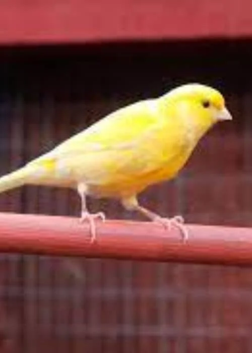 Canary birds