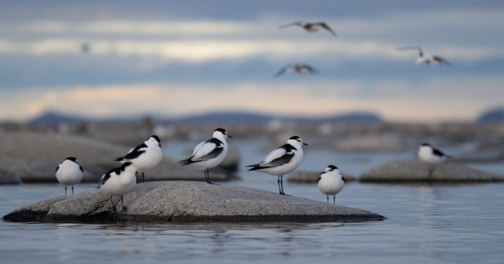 Birds In Arctic Region