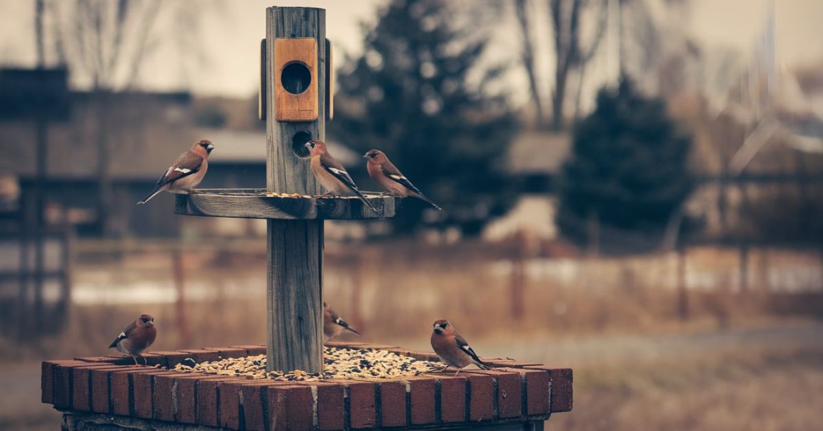 Bird Feeder Pole