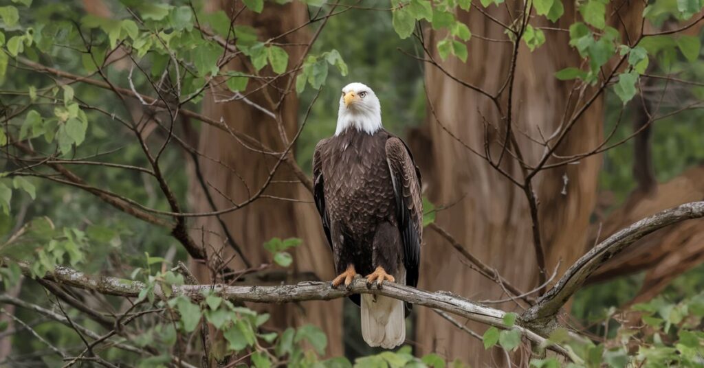 Bald Eagle For Sale