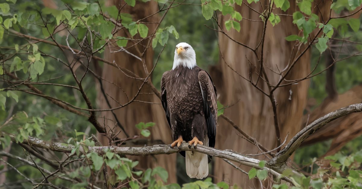 Bald Eagle For Sale