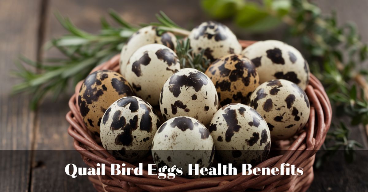Quail Bird Eggs Health Benefits