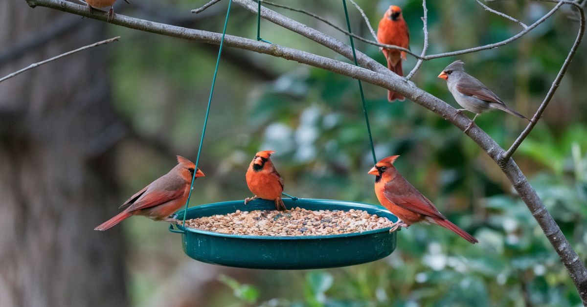 Bird Food For Cardinals