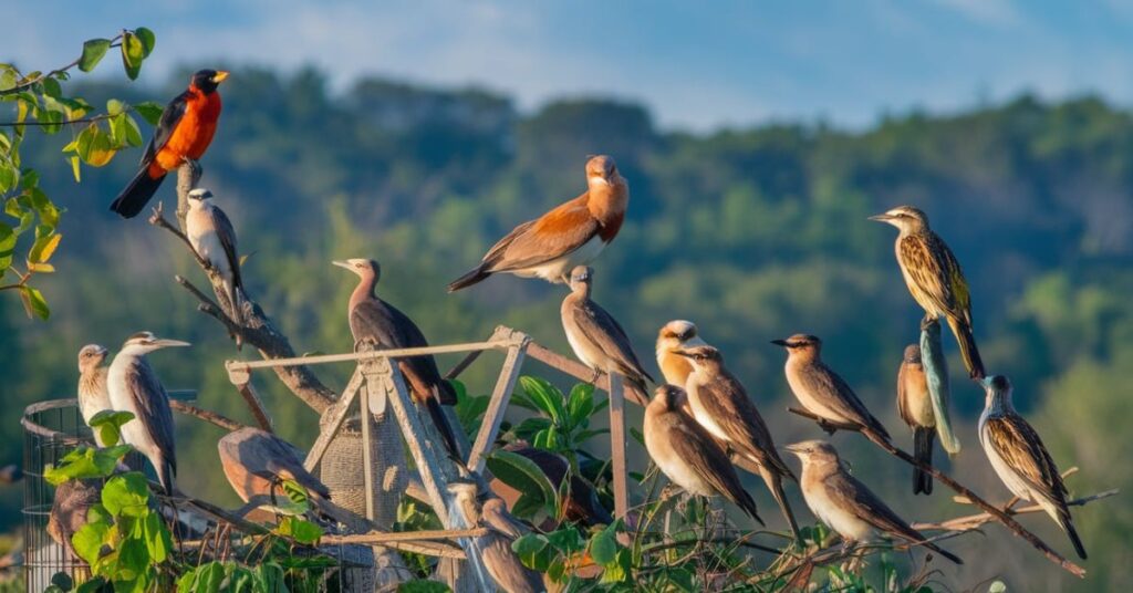 Bailey Eastern Birds