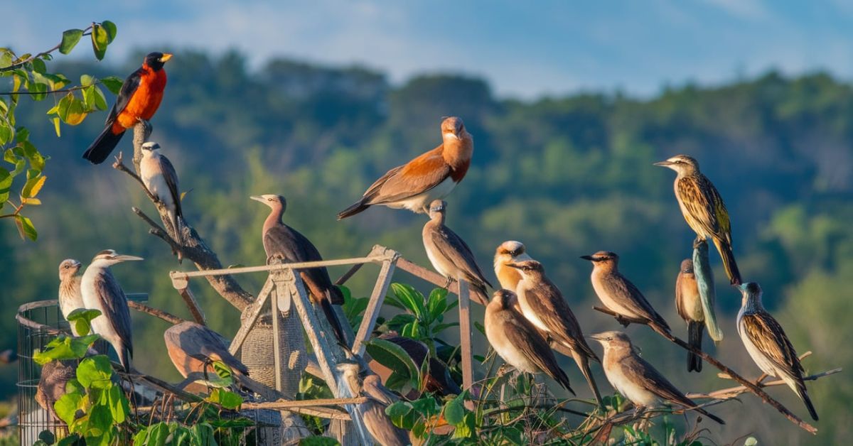 Bailey Eastern Birds