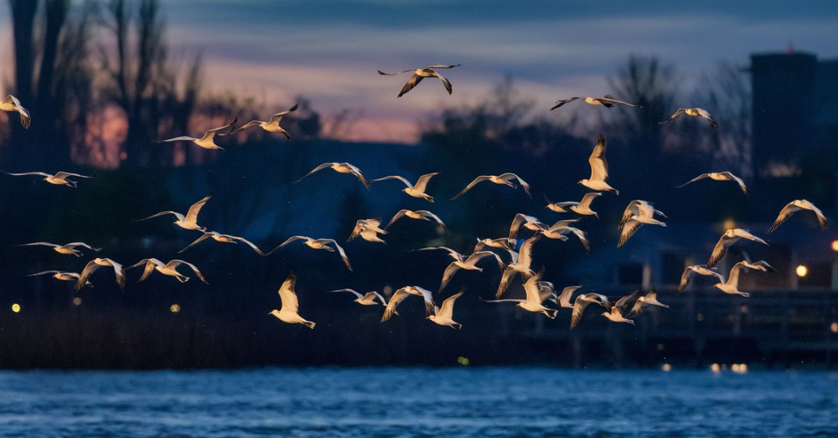 How Many Nocturnal Birds Are in Maryland
